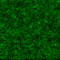 Fungus simulation with spreading diffusion